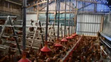 Les poules dans la stabulation réaménagée