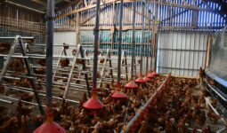 Les poules dans la stabulation réaménagée
