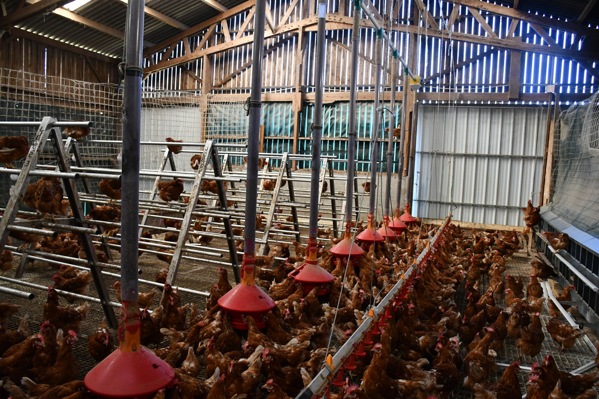 Les poules dans la stabulation réaménagée - Illustration Les pondeuses ont emménagé dans la stabulation