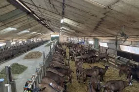 Des chèvres laitières de race Alpine logées dans un ancien poulailler rénové.