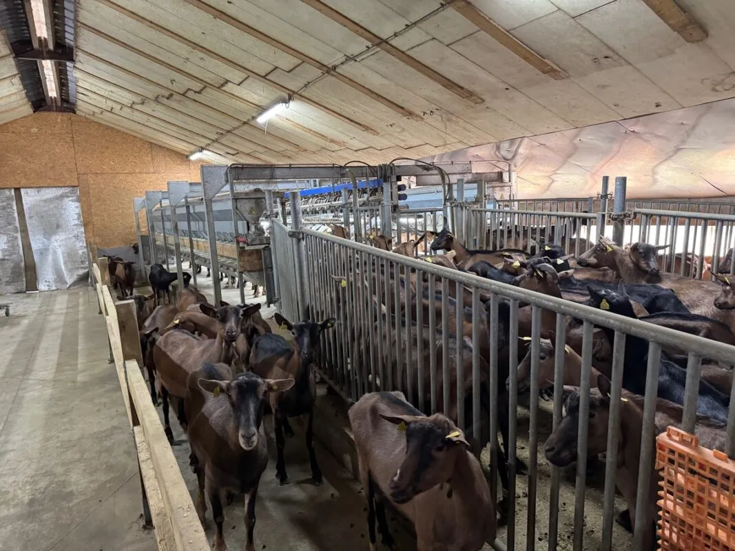 Des chèvres laitières de race Alpine dans un bâtiment