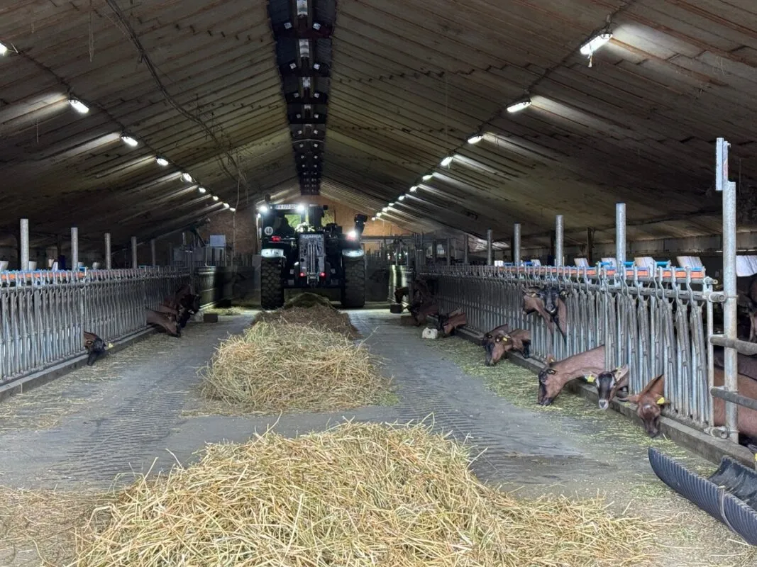 Un chariot télescopique dans un bâtiment d'élevage de chèvres.