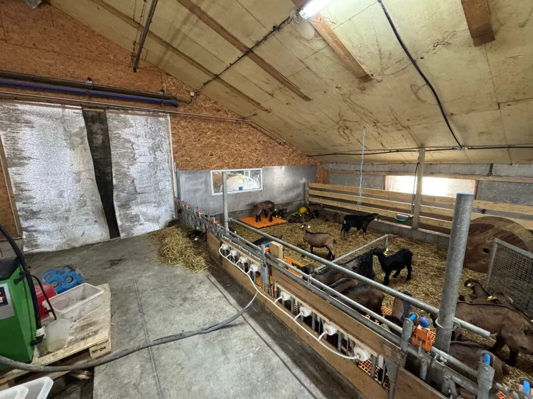 Vue de la nurserie équipée d'un système de distribution automatique de lait (Dal) aux chevreaux.