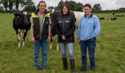 3 personnes avec des vaches dans un champ