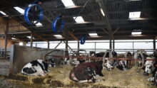 Des vaches se reposent dans les logettes creuses