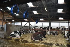 Des vaches se reposent dans les logettes creuses