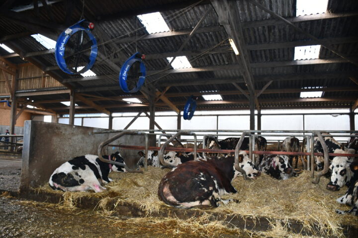 Des vaches se reposent dans les logettes creuses