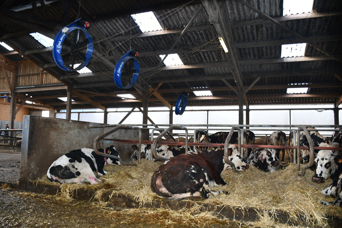 Des vaches se reposent dans les logettes creuses - Illustration Confort grâce aux logettes creuses