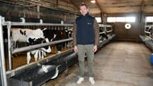 L'éleveur à côté des veaux de boucherie