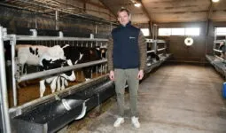 L'éleveur à côté des veaux de boucherie