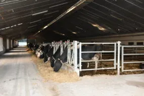 Vue du bâtiment dans son ensemble, les bovins mangent