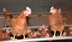 Des poules dans une volière