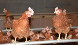 Des poules dans une volière