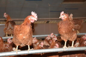 Des poules dans une volière