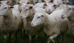 Des brebis dans un champ