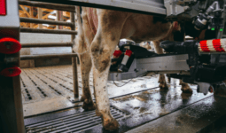 Le pie d'une vache au robot de traite