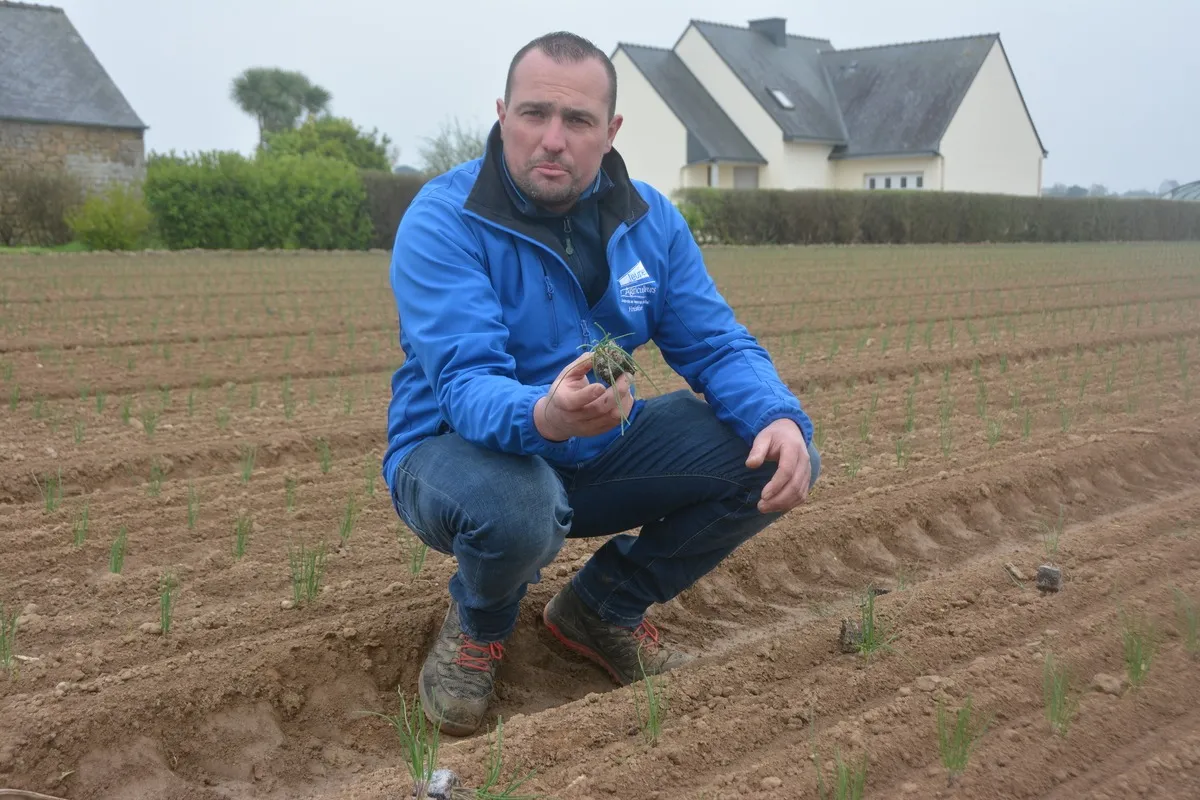 Cédric Le Velly avec un plant d'oignon dans la main - Illustration Des parcelles arrachées à 90 %