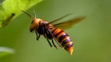 frelon asiatique