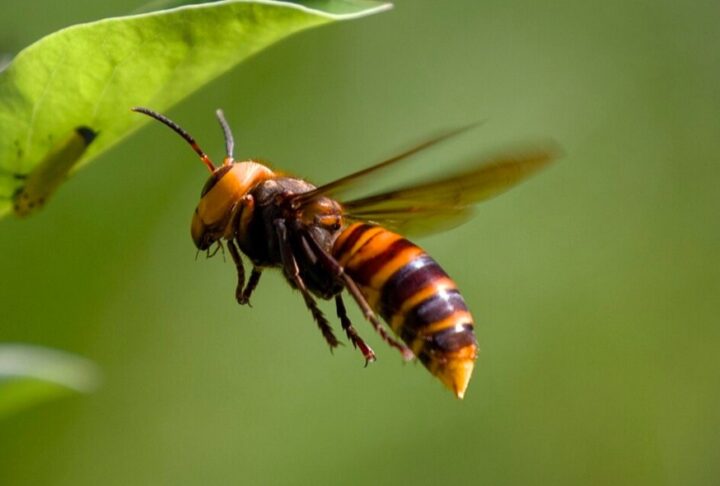 frelon asiatique