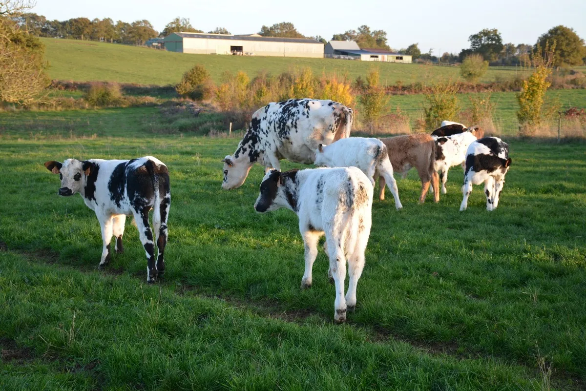 veaux et nourrice au pâturage - Illustration Des veaux bio engraissés dans l’Ouest