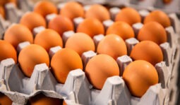 Oeufs dans des alvéoles