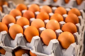 Oeufs dans des alvéoles