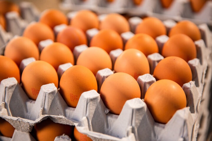 Oeufs dans des alvéoles