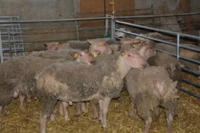 Béliers dans un enclos