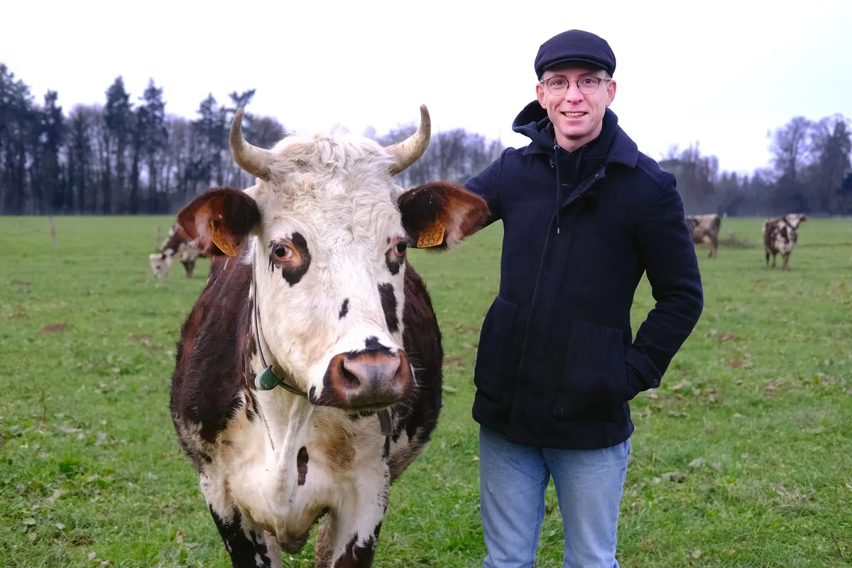 Jonathan Sablé avec Saturne, la vache mascotte de son troupeau - Illustration Éleveur laitier, Jonathan Sablé fait du « son » pour avoir des dons