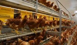 Des poules dans une volière