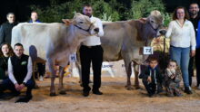 LBB Lalice , Championne vache Brune Ouest et sa réserve Sublime ID, sur le podium du concours de Rennes 2025