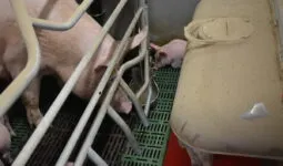 Une truie et un porcelet en train de boire au bol dans une porcherie