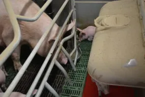 Une truie et un porcelet en train de boire au bol dans une porcherie