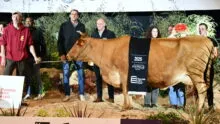 Mandarine, Championne vache Froment du Léon, sur le podium du concours de Rennes 2025