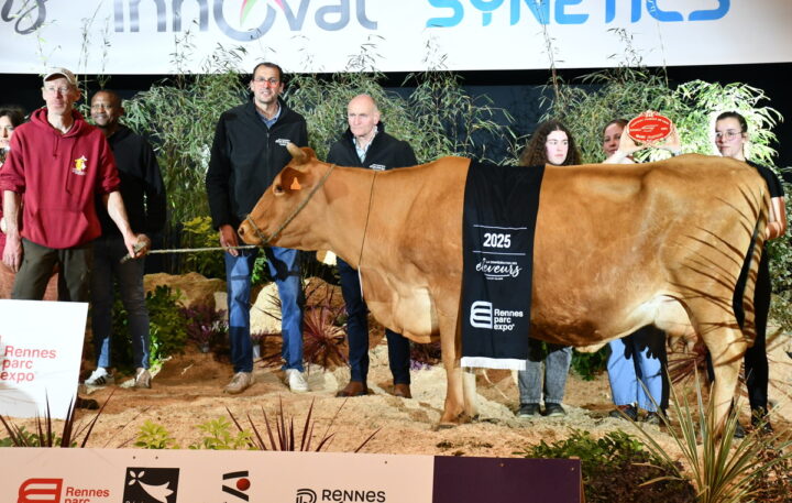 Mandarine, Championne vache Froment du Léon, sur le podium du concours de Rennes 2025