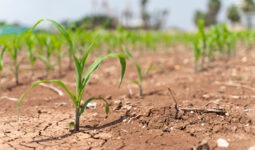 Des jeunes pousses dans un champ très sec