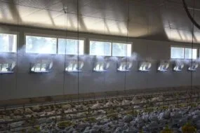 Brumisation dans un élevage de volailles