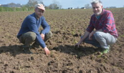 Patrice Madec et Yann Évenat sur une parcelle dont le RGI a été broyé et laissé sur place.