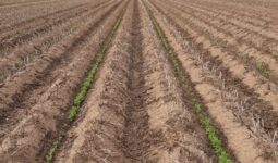 Plantes appâts entre les buttes