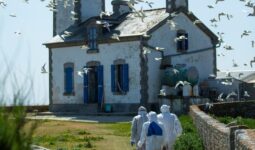 vol d'oiseaux autour d'un phare