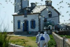 vol d'oiseaux autour d'un phare