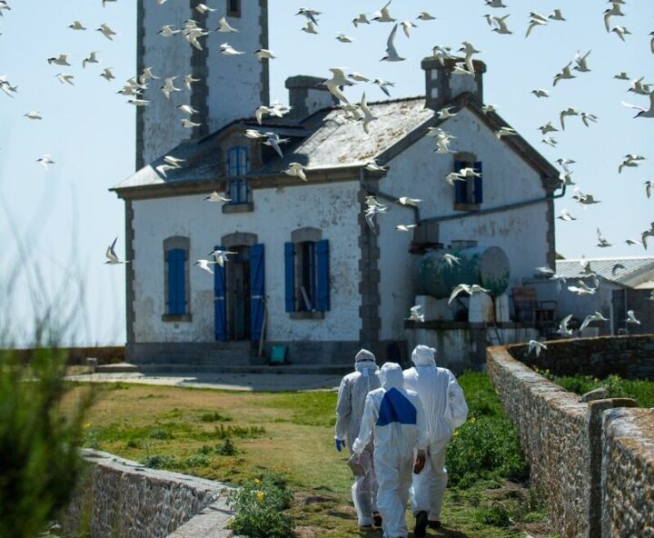 vol d'oiseaux autour d'un phare