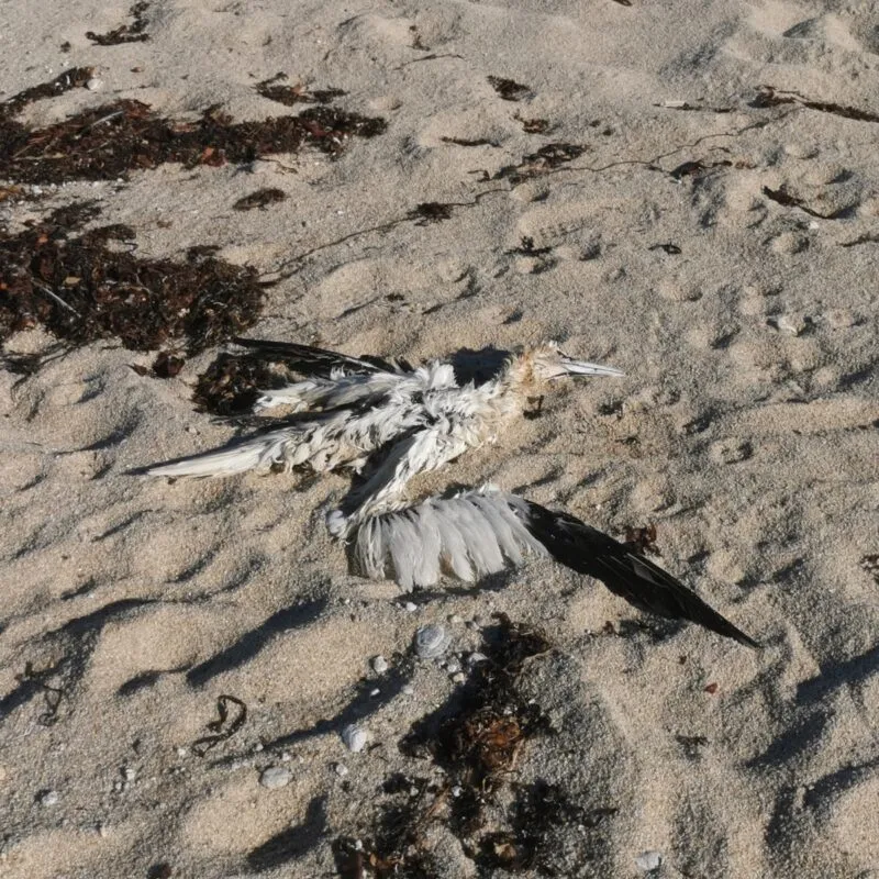 Un fou de bassan mort