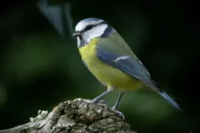 Une mésange bleue