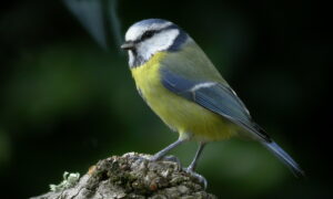 Une mésange bleue
