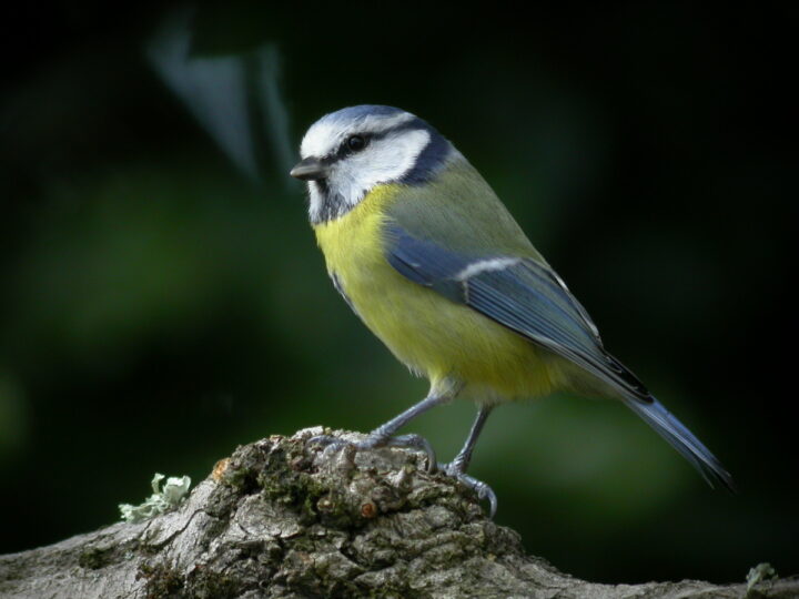 Une mésange bleue