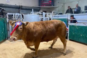 Vache gagnante du Printemps de la viande 2025