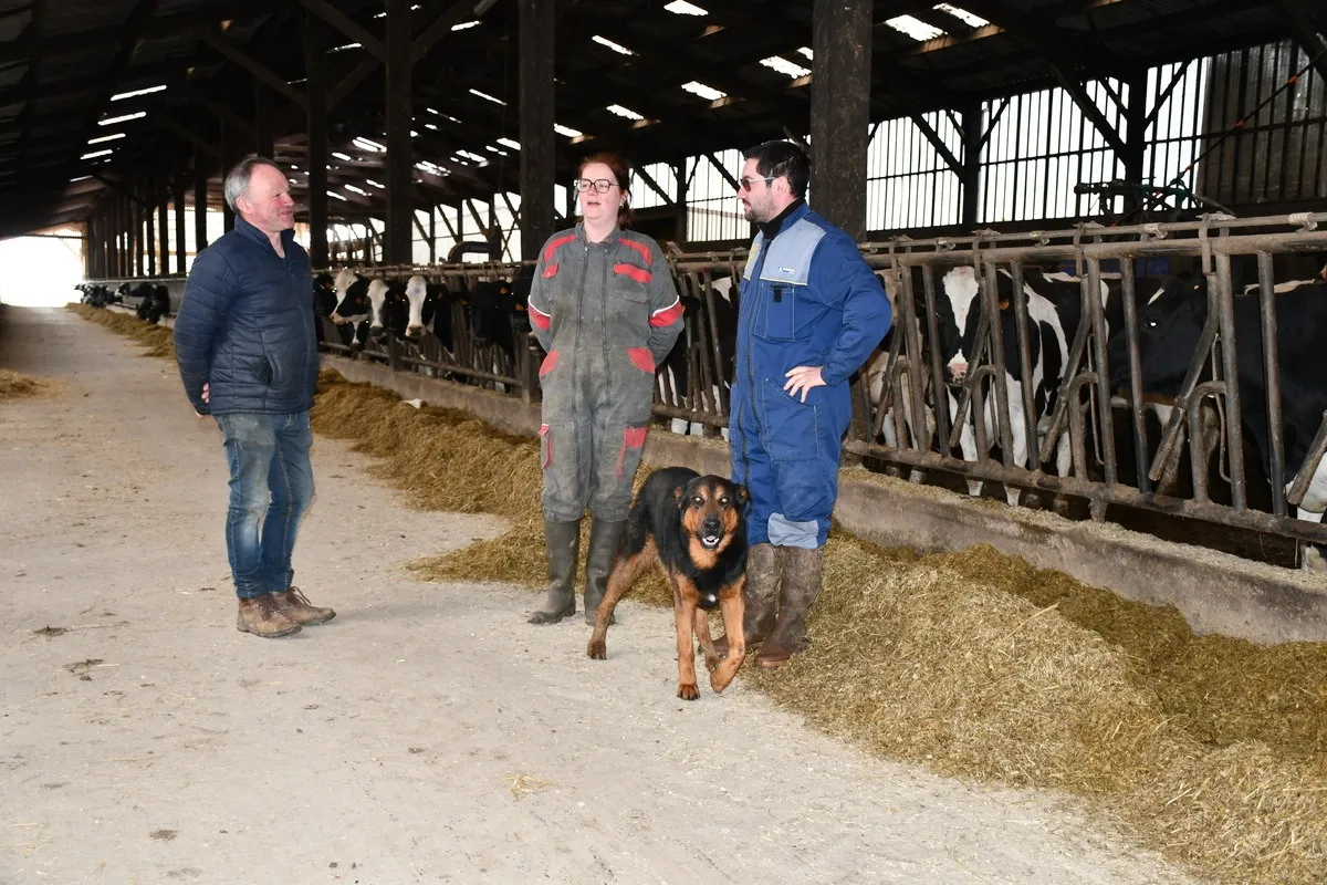 Les deux associés et la salariée dans la stabulation - Illustration La Rennaise est vite entrée dans la combinaison