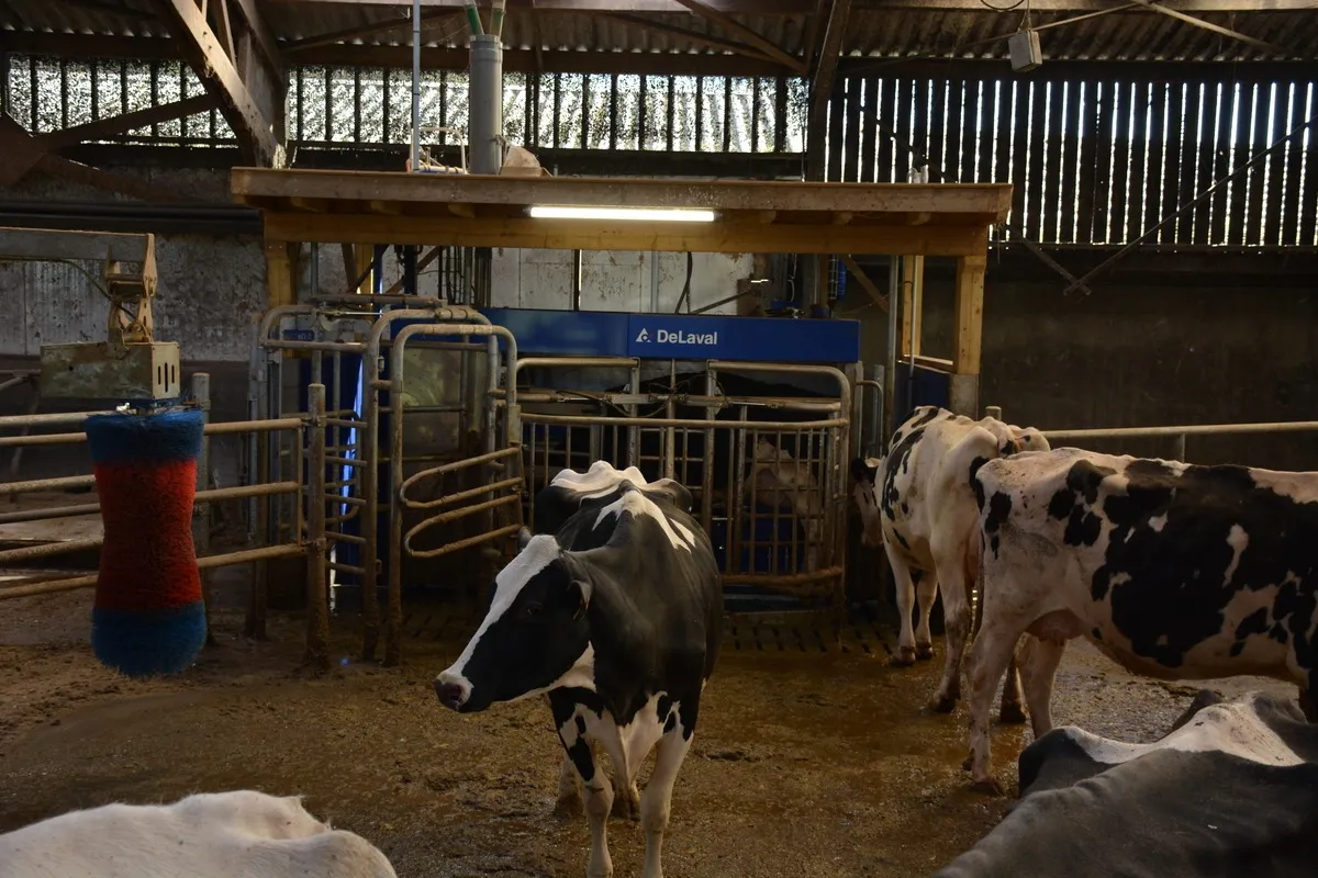 Le robot a remplacé la salle de traite pour palier au départ des 2 associés.