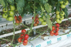 Tomate en grappe en serre
